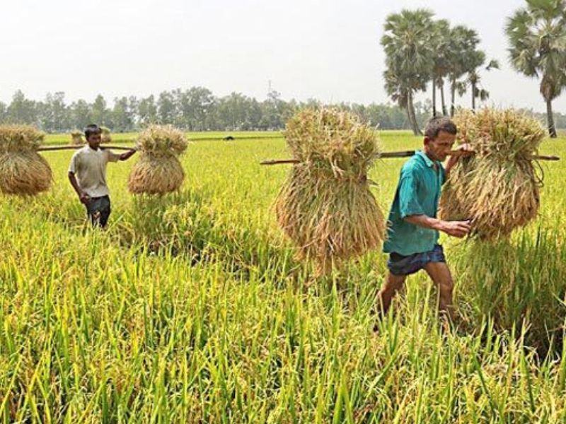 বাজেটে কৃষির হিস্যা বাড়াতে হবে